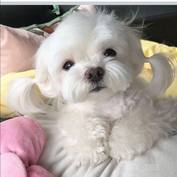 Meet your Posher, Kailee - Picture 1 of 1